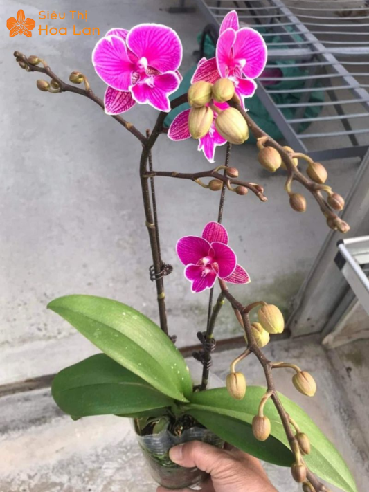 Hồ Điệp 2 Ngồng Hoa Hàng Có Sẵn Và Kỹ Thuật Chăm Sóc Đúng Cách lan hồ điệp tím 2 ngồng