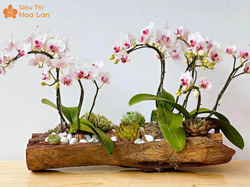 Chia Sẻ Kinh Nghiệm Bán Hoa Lan Tết Thành Công Lời Khủng Từ A - Z định giá bán hoa lan