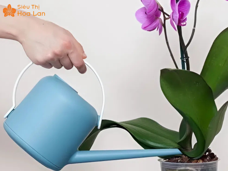 Chia Sẻ Kinh Nghiệm Bán Hoa Lan Tết Thành Công Lời Khủng Từ A - Z chăm sóc bảo quản lan