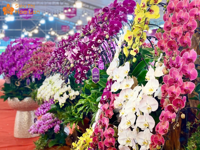 Chia Sẻ Kinh Nghiệm Bán Hoa Lan Tết Thành Công Lời Khủng Từ A - Z gói lan tết đẹp mắt