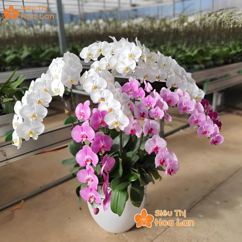 Chậu Lan Hồ Điệp Philippin Đặc Điểm, Ý Nghĩa Và Kỹ Thuật Nuôi Trồng Địa chỉ mua lan uy tín