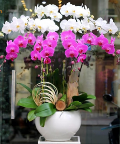 Lan hồ điệp mini kiêu sa