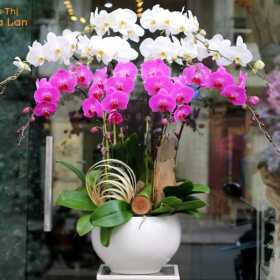 Lan hồ điệp mini kiêu sa