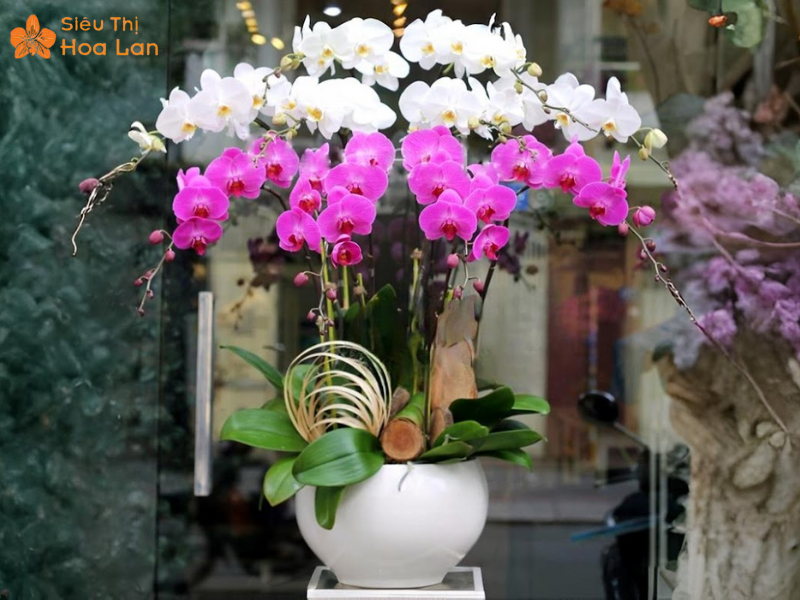 Hồ Điệp Dorital Lan hồ điệp mini kiêu sa