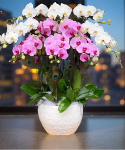 Lan mini trắng tinh khiết