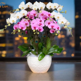 Lan Hồ Điệp Mini 2 Tầng Lan Hồ Điệp Mini 2 Tầng