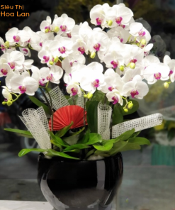 Chậu hoa cao cấp tinh tế