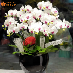 Hồ Điệp Trắng Lưỡi Đỏ Hồ Điệp Trắng Lưỡi Đỏ