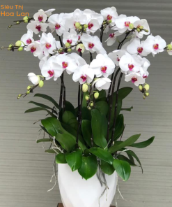 Cách chăm chậu hoa tươi lâu