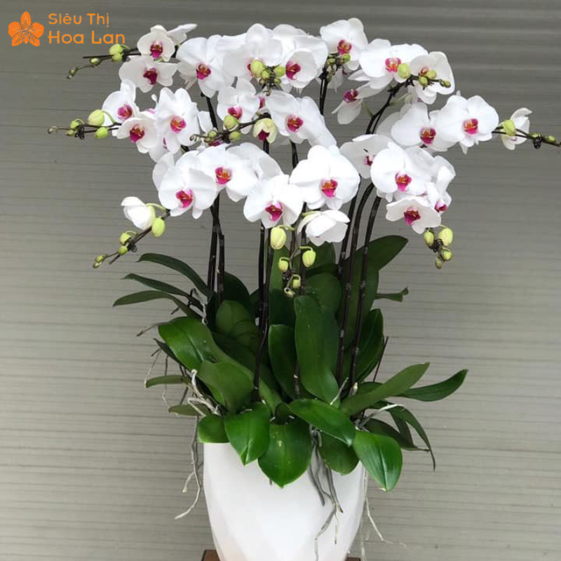 Hồ Điệp Trắng Lưỡi Đỏ Cách chăm chậu hoa tươi lâu