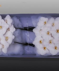 Chuyên Cung Cấp Lan Hồ Điệp Cắt Cành Màu Trắng Giá Sỉ Rẻ Và Đẹp Lan hồ điệp cắt cành đẹp