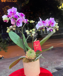 cây lan hồ điệp 2 ngồng