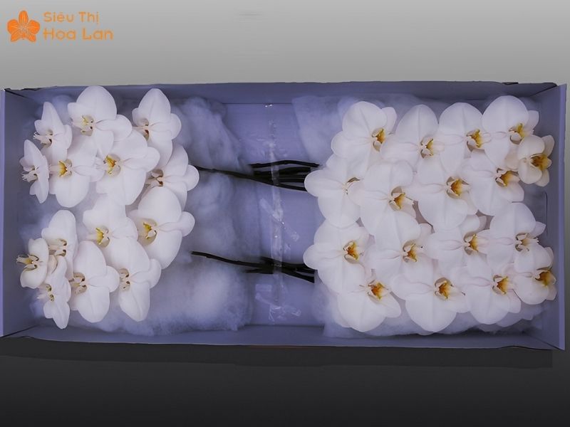 Chuyên Cung Cấp Lan Hồ Điệp Cắt Cành Màu Trắng Giá Sỉ Rẻ Và Đẹp Lan hồ điệp cắt cành đẹp