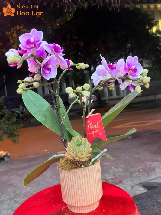 Hồ Điệp 2 Ngồng Hoa Hàng Có Sẵn Và Kỹ Thuật Chăm Sóc Đúng Cách cây lan hồ điệp 2 ngồng