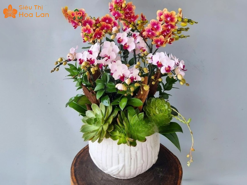 Lan Hồ Điệp Mini 2 Tầng thiết kế cắm hoa đa dạng