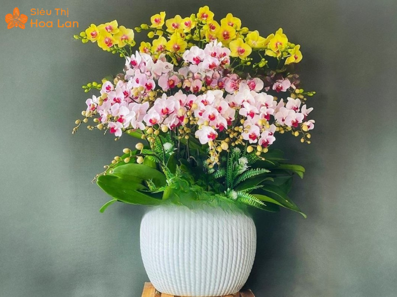 Lan Hồ Điệp Mini 2 Tầng Lan mini 2 tầng nhỏ nhắn