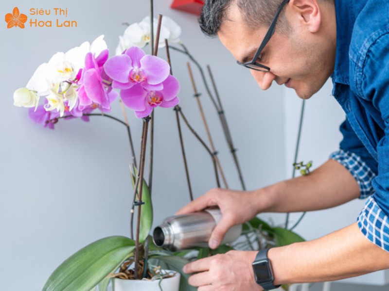 Lan Hồ Điệp Mini 2 Tầng Phương pháp giữ hoa luôn đẹp