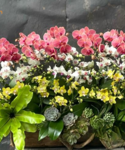 Lan hồ điệp 3 màu