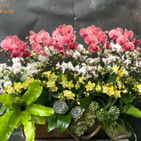 Lan hồ điệp 3 màu