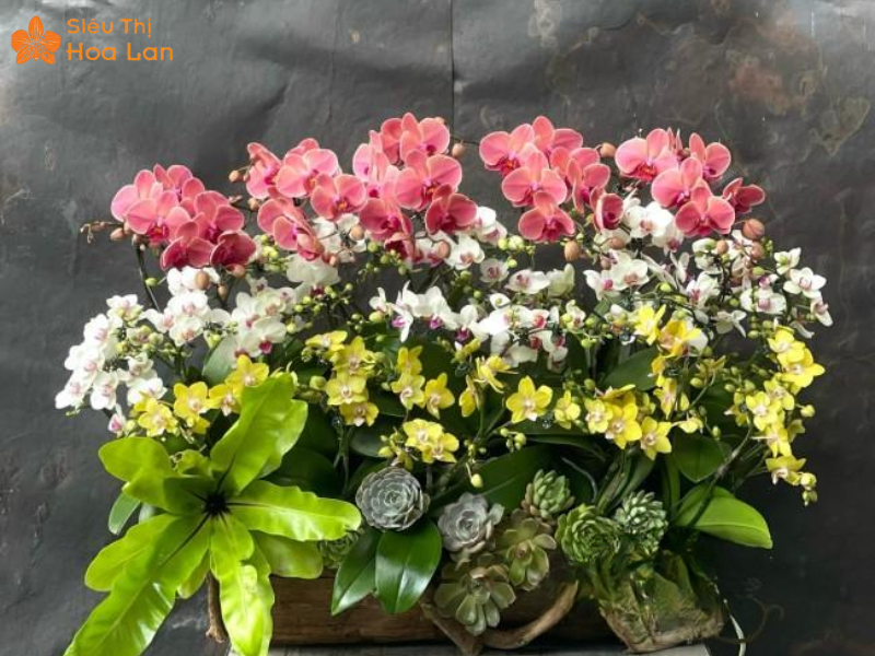 Lan Hồ Điệp Mini 3 Màu Lan hồ điệp 3 màu