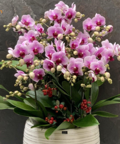 Cách chăm lan hồ điệp