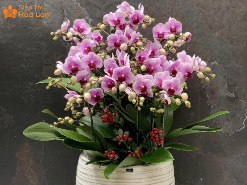 Lan Hồ Điệp Mini 3 Màu Cách chăm lan hồ điệp