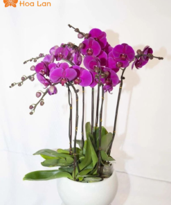 chậu lan tím đột biến