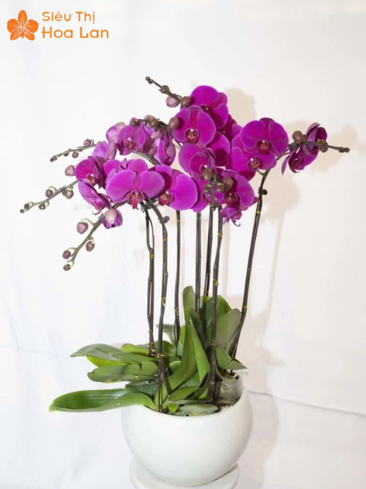 Lan Đột Biến Màu Tím Quý Hiếm, Vẻ Đẹp Độc Lạ Và Sang Trọng Bậc Nhất chậu lan tím đột biến