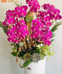 ý nghĩa lan đột biến tím