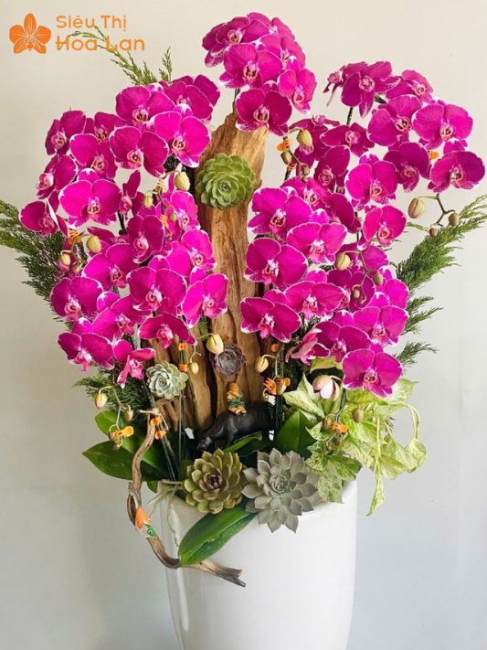 Lan Đột Biến Màu Tím Quý Hiếm, Vẻ Đẹp Độc Lạ Và Sang Trọng Bậc Nhất ý nghĩa lan đột biến tím