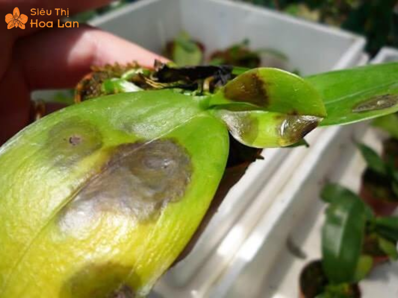 dấu hiệu lan hồ điệp thiếu nước