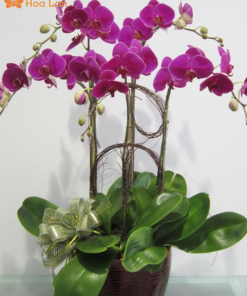 chọn chậu trồng lan