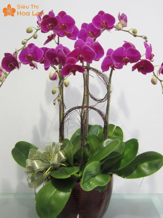 Hồ Điệp 2 Ngồng Hoa Hàng Có Sẵn Và Kỹ Thuật Chăm Sóc Đúng Cách chọn chậu trồng lan