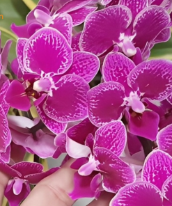 Xuất xứ hồ điệp may mắn