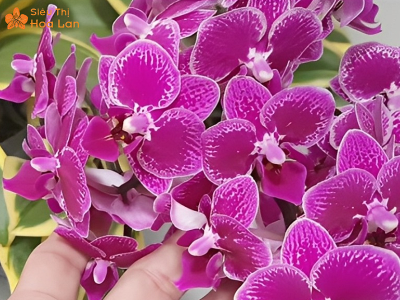 Lan Hồ Điệp Lá Biên Xuất xứ hồ điệp may mắn