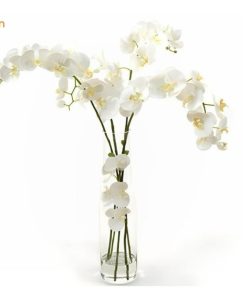 Bảng giá hồ điệp cắt cành