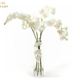 Bảng giá hồ điệp cắt cành