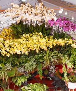 Hồ Điệp Khủng Long lưu ý mua hồ điệp khủng long