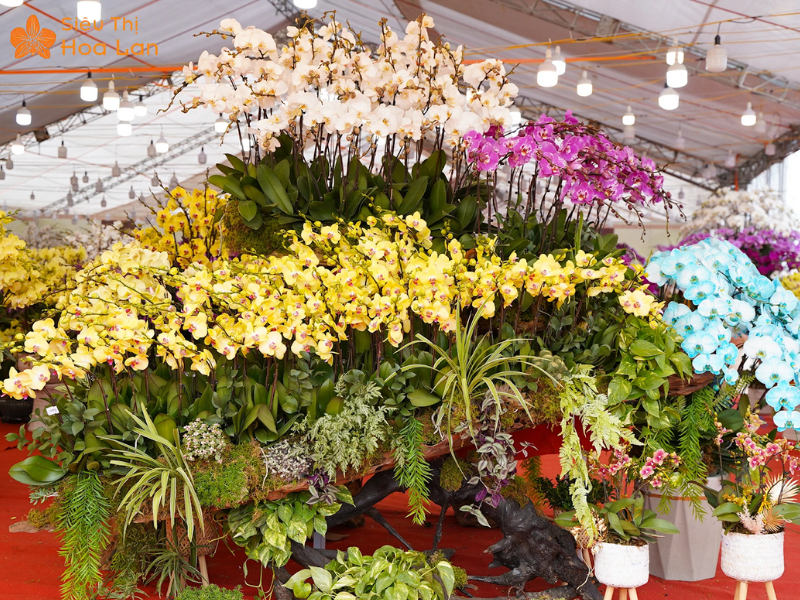 Hồ Điệp Khủng Long lưu ý mua hồ điệp khủng long