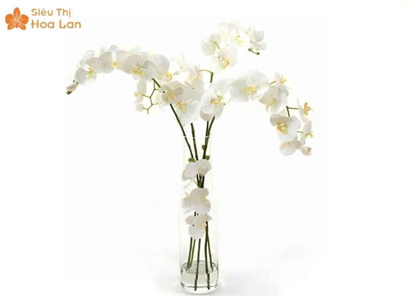 Chuyên Cung Cấp Lan Hồ Điệp Cắt Cành Màu Trắng Giá Sỉ Rẻ Và Đẹp Bảng giá hồ điệp cắt cành