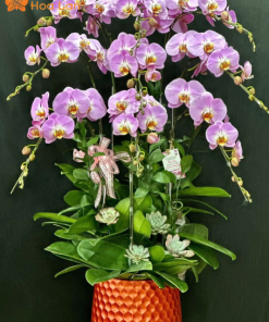 tặng lan đột biến làm quà