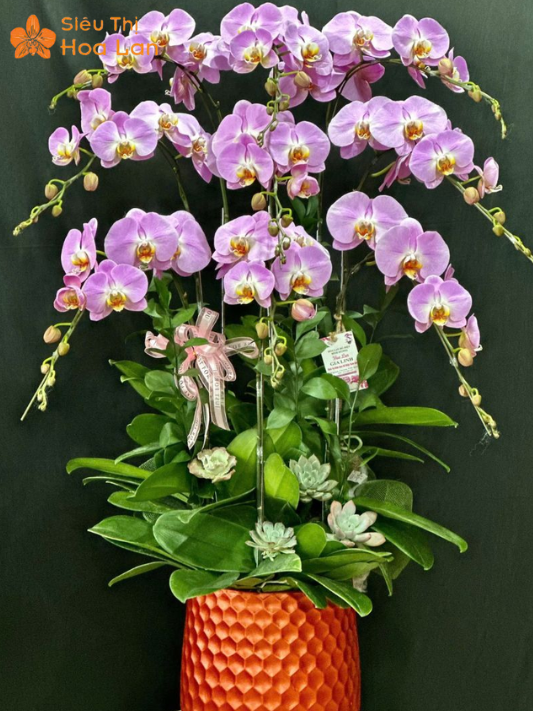 Lan Đột Biến Màu Tím Quý Hiếm, Vẻ Đẹp Độc Lạ Và Sang Trọng Bậc Nhất tặng lan đột biến làm quà