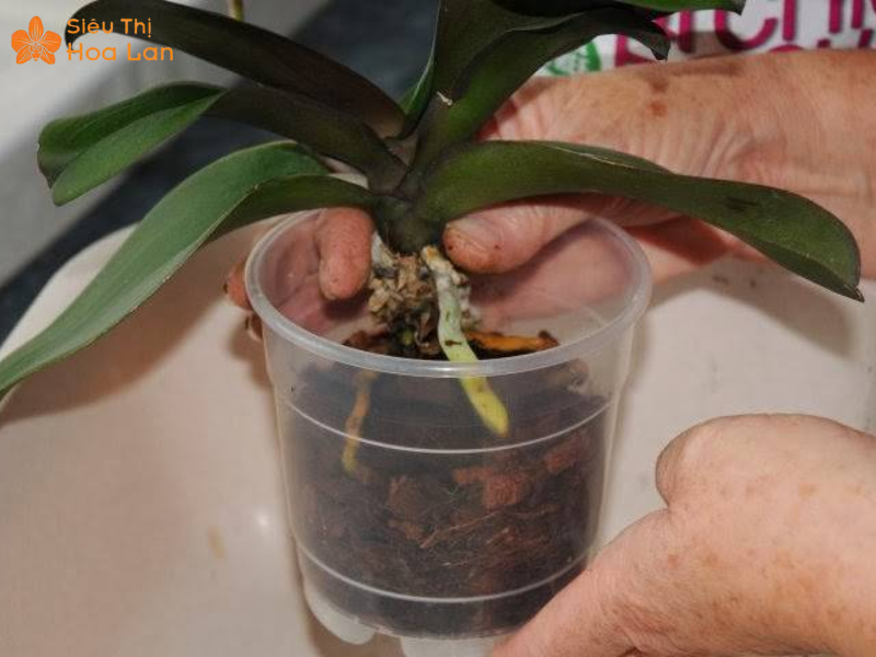 Dấu Hiệu Lan Hồ Điệp Thiếu Nước Hay Thừa Nước Cách Xử Lý Và Phục Hồi dấu hiệu lan hồ điệp thiếu nước