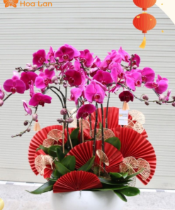 địa chỉ mua lan đột biến