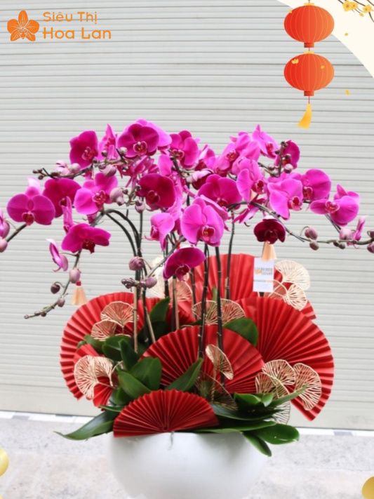 Lan Đột Biến Màu Tím Quý Hiếm, Vẻ Đẹp Độc Lạ Và Sang Trọng Bậc Nhất địa chỉ mua lan đột biến