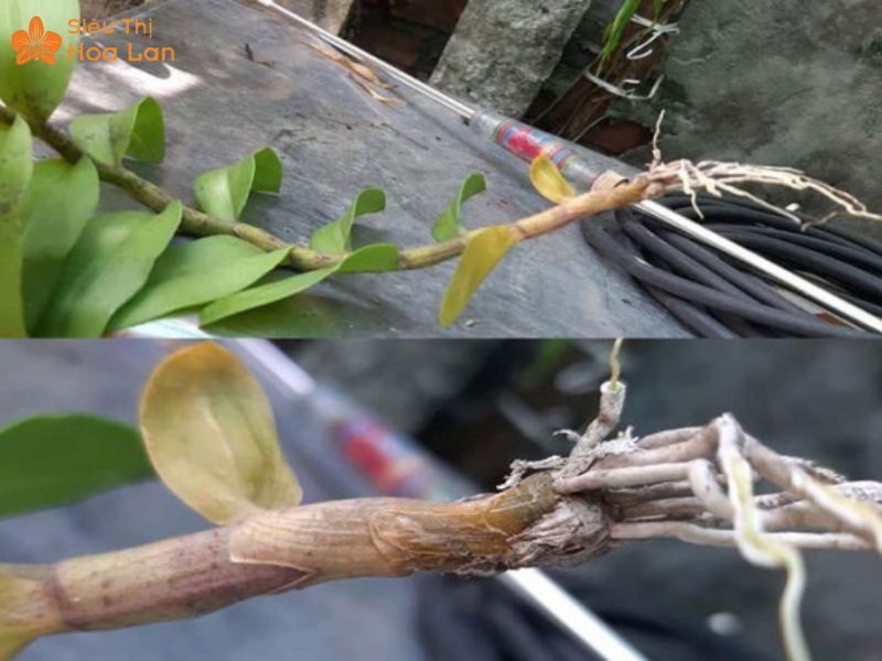 Dấu Hiệu Lan Hồ Điệp Thiếu Nước Hay Thừa Nước Cách Xử Lý Và Phục Hồi biểu hiện lan hồ điệp thiếu nước