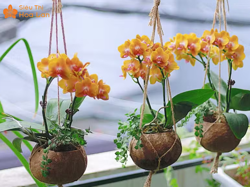 Dấu Hiệu Lan Hồ Điệp Thiếu Nước Hay Thừa Nước Cách Xử Lý Và Phục Hồi chăm sóc, phục hồi lan hồ điệp