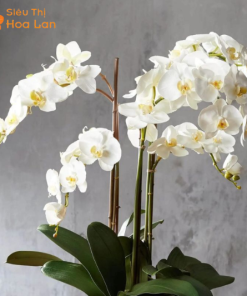 trồng hoa lan hồ điệp đẹp