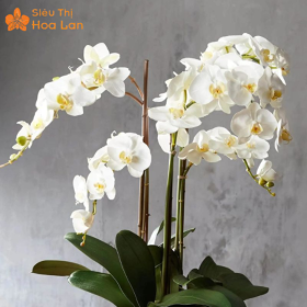 Hồ Điệp 2 Ngồng Hoa Hàng Có Sẵn Và Kỹ Thuật Chăm Sóc Đúng Cách Hồ Điệp 2 Ngồng Hoa Hàng Có Sẵn Và Kỹ Thuật Chăm Sóc Đúng Cách