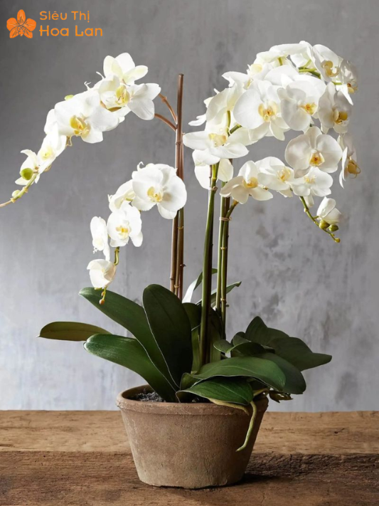 Hồ Điệp 2 Ngồng Hoa Hàng Có Sẵn Và Kỹ Thuật Chăm Sóc Đúng Cách trồng hoa lan hồ điệp đẹp